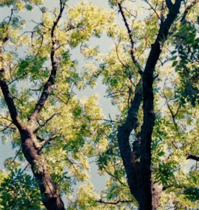 Best Air Purifiers in 2025 – Breathe Easy as in the Woods!