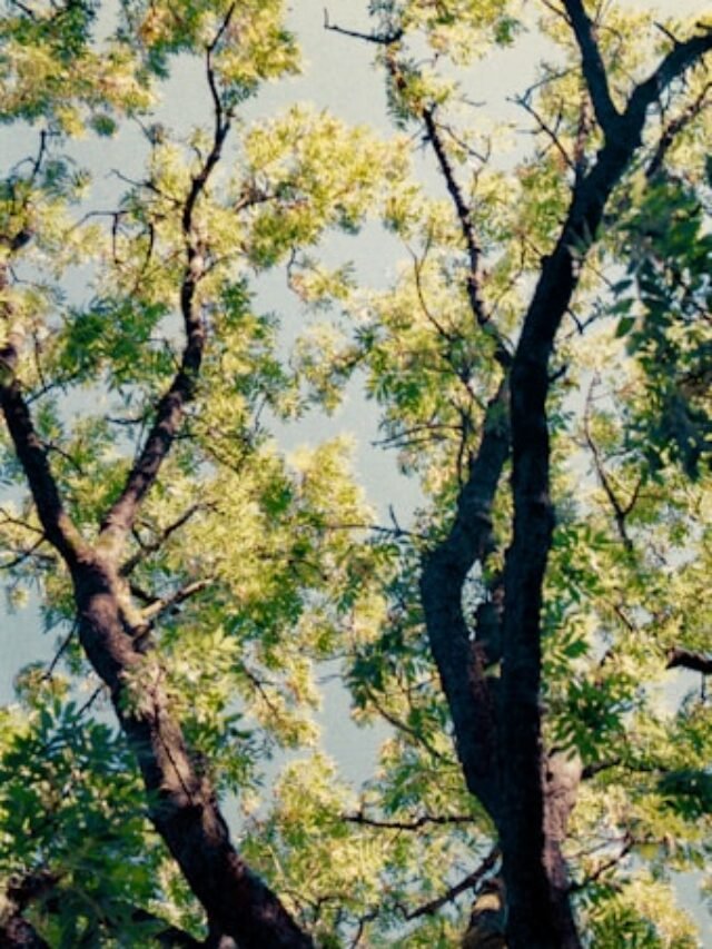 Best Air Purifiers in 2025 – Breathe Easy as in the Woods!